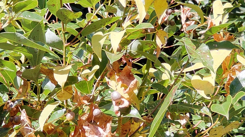 ヤマノイモのムカゴ 横浜市旭区中希望が丘