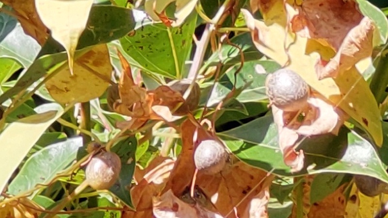 ヤマノイモのムカゴ 横浜市旭区中希望が丘