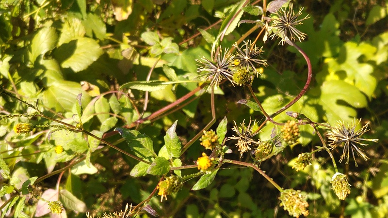 コセンダングサ 横浜市旭区中希望が丘