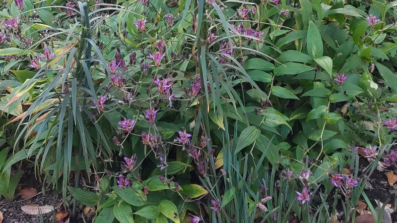 タイワンホトトギス 横浜市旭区希望が丘水の森公園
