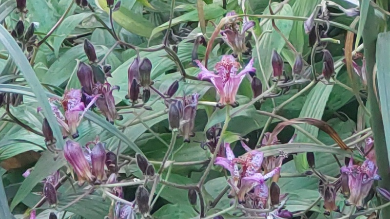 タイワンホトトギス 横浜市旭区希望が丘水の森公園