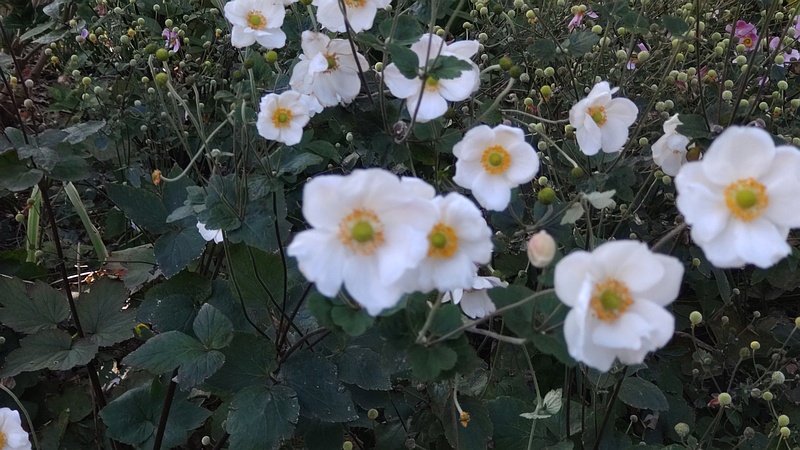 シュウメイギク 横浜市旭区希望が丘水の森公園