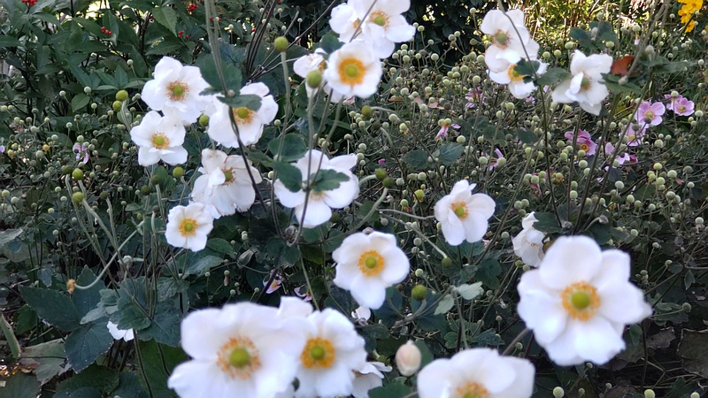 シュウメイギク 横浜市旭区希望が丘水の森公園