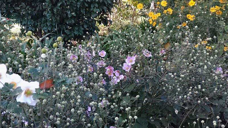 シュウメイギク 横浜市旭区希望が丘水の森公園