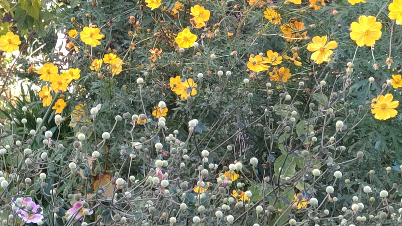 キバナコスモス 横浜市旭区希望が丘水の森公園