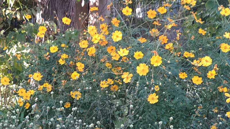 キバナコスモス 横浜市旭区希望が丘水の森公園