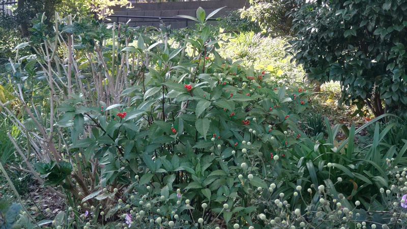 センリョウの果実 横浜市旭区希望が丘水の森公園