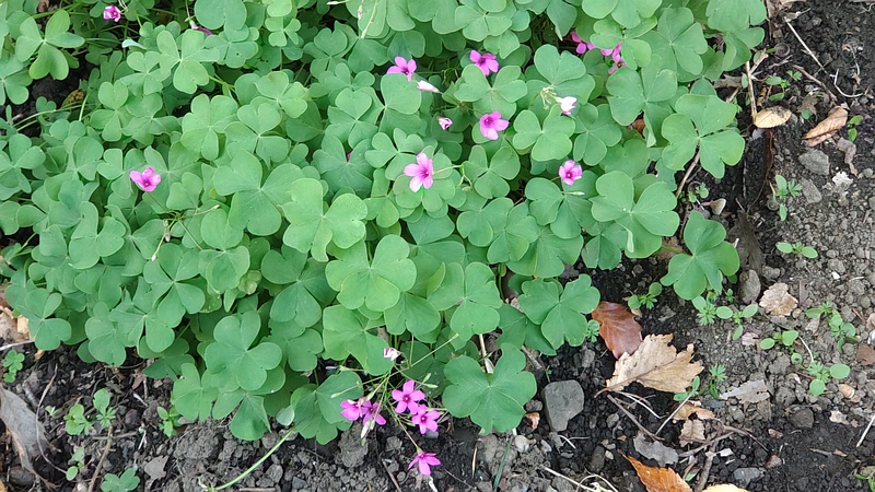 イモカタバミ 横浜市旭区希望が丘水の森公園