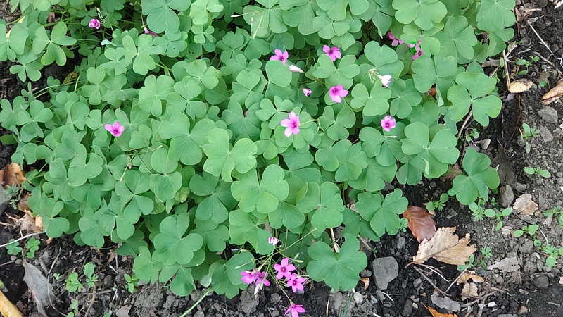 イモカタバミ 横浜市旭区希望が丘水の森公園