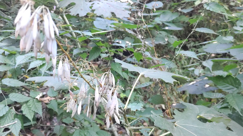 タケニグサの果実 横浜市旭区希望が丘水の森公園