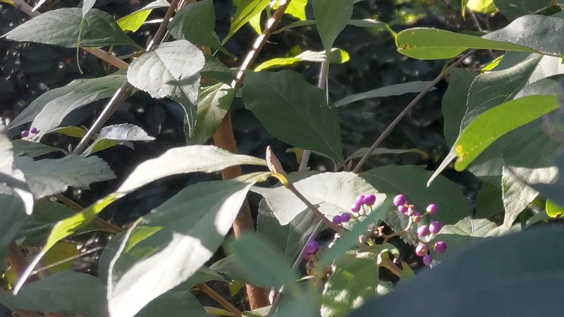 ムラサキシキブの果実 横浜市旭区希望が丘水の森公園