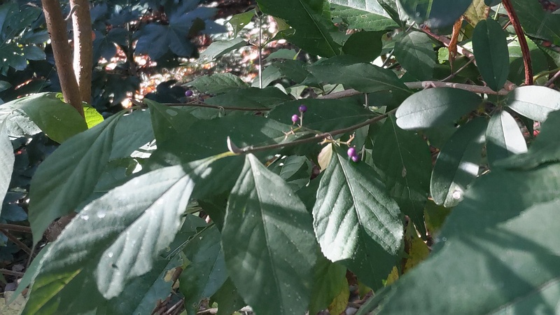 ムラサキシキブの果実 横浜市旭区希望が丘水の森公園