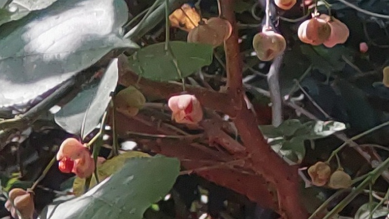 マユミ 横浜市旭区希望が丘水の森公園