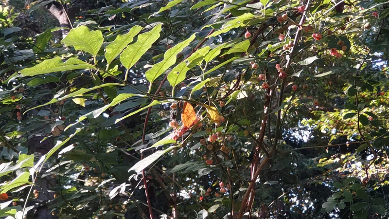 マユミ 横浜市旭区希望が丘水の森公園