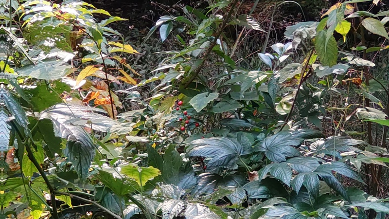 マンリョウ 横浜市旭区希望が丘水の森公園