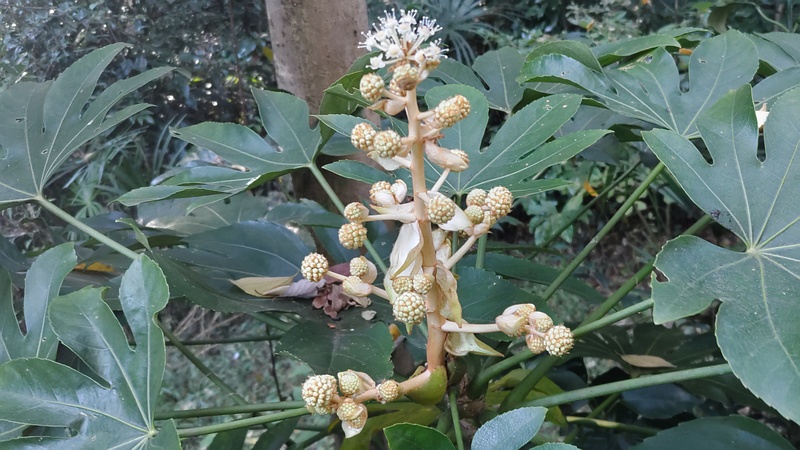 ヤツデの花 横浜市旭区希望が丘水の森公園