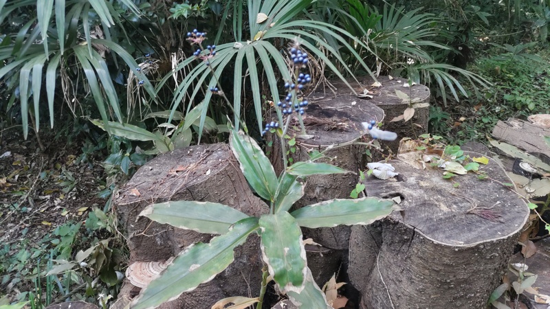 ヤブミョウガの果実 横浜市旭区希望が丘水の森公園