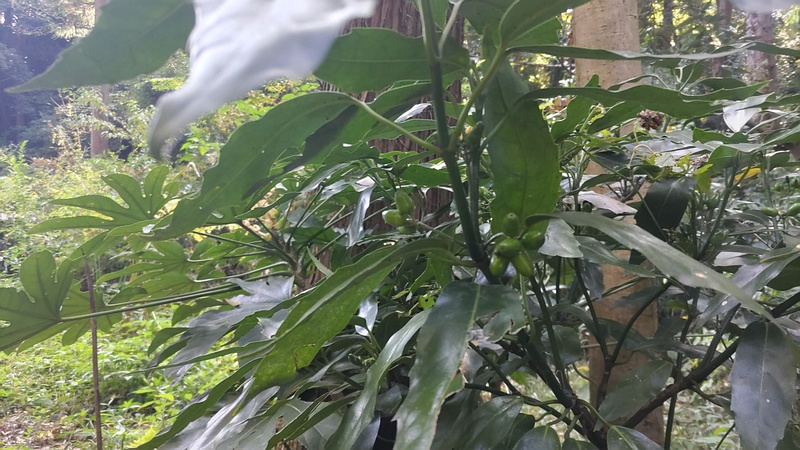 アオキの果実 横浜市旭区希望が丘水の森公園