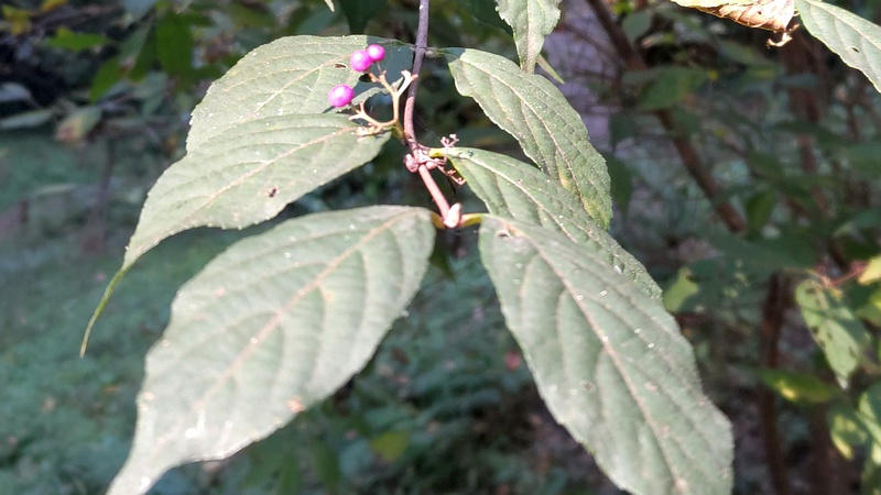 ムラサキシキブの果実 横浜市旭区希望が丘水の森公園