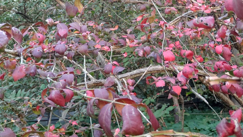 ニシキギ 横浜市旭区希望が丘水の森公園
