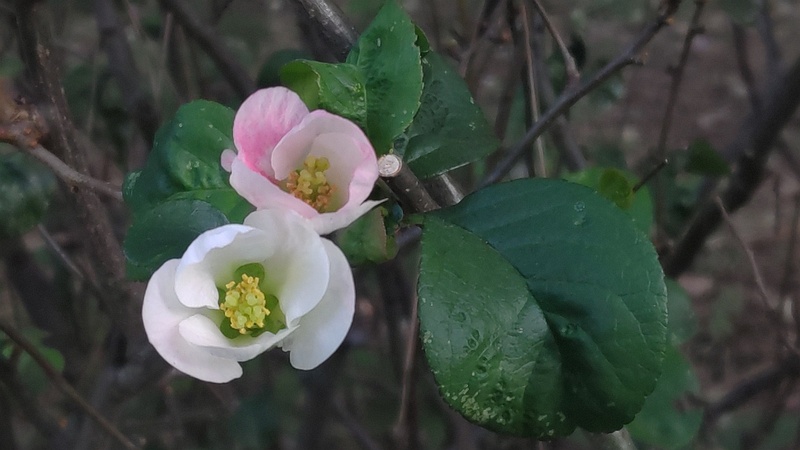 ボケの花 東京都大田区平和の森公園
