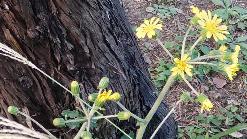 ツワブキの花 東京都大田区平和島公園