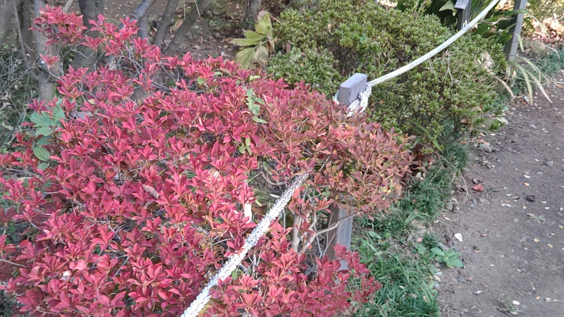 ドウダンツツジとサツキ 東京都大田区平和島公園
