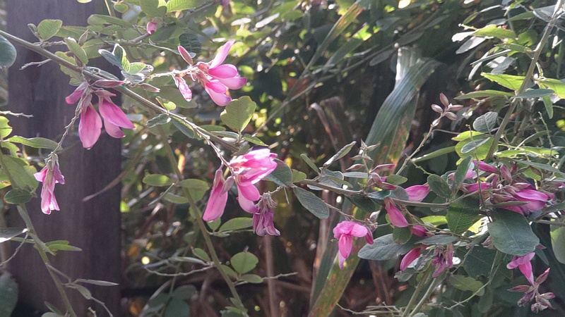 ミヤギノハギの花 東京都大田区平和島公園