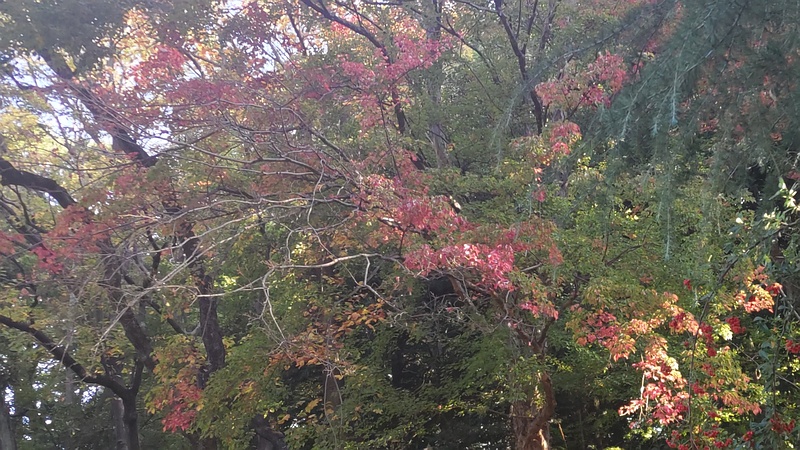 蓮池のピラカンサ、トウカエデの名札 東京都大田区平和の森公園