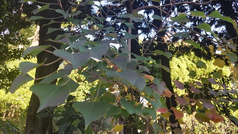 ナンキンハゼの葉 東京都大田区平和の森公園