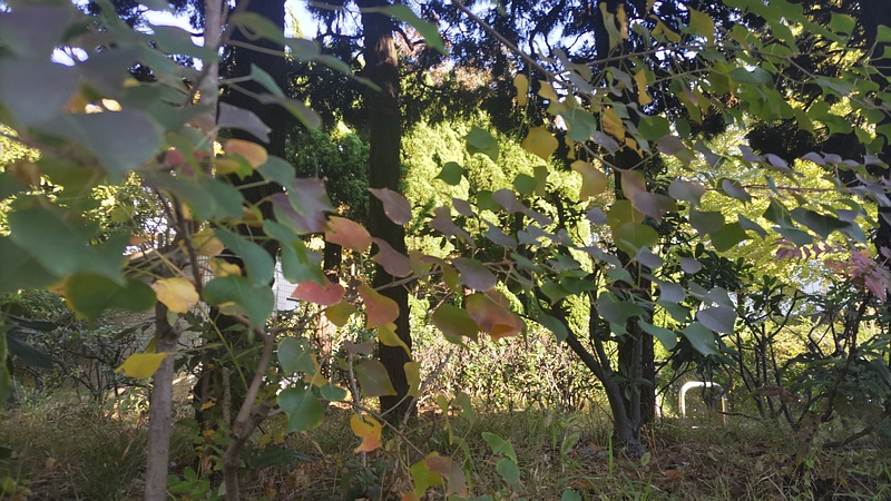 ナンキンハゼの葉 東京都大田区平和の森公園