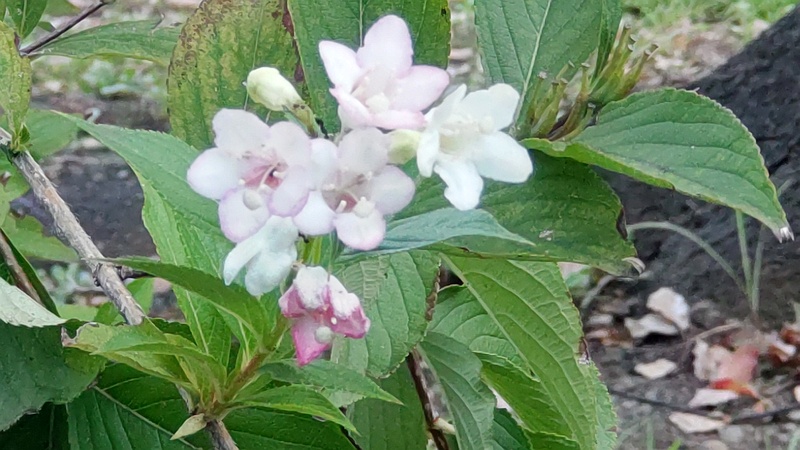ハコネウツギの花 東京都大田区平和の森公園