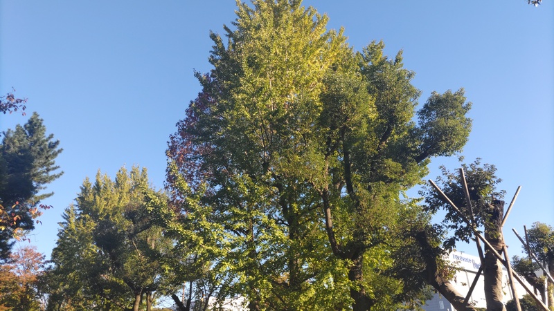イチョウ 東京都大田区平和島公園
