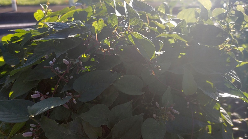 ヘクソカズラ 東京都大田区平和島公園