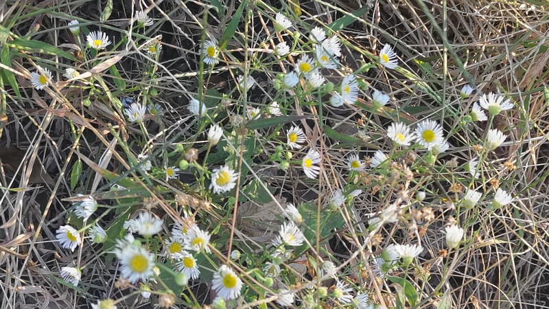 ヒメジョオン 東京都大田区平和島公園