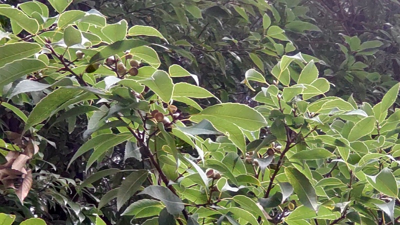 シラカシの果実 東京都大田区平和の森公園