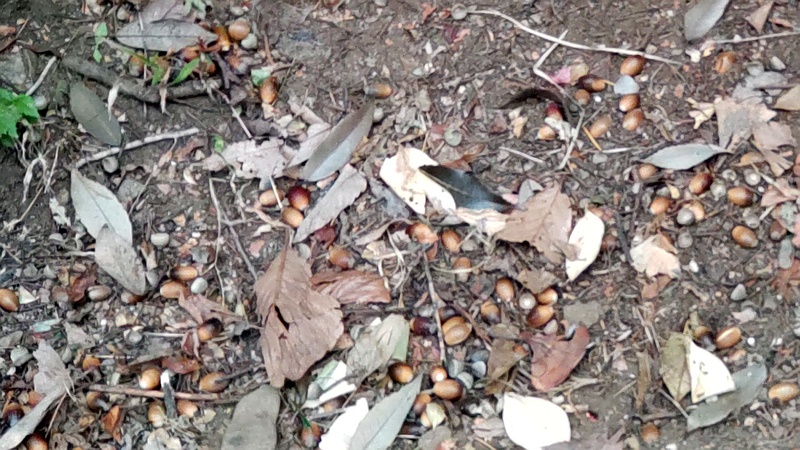 シラカシの果実 東京都大田区平和の森公園