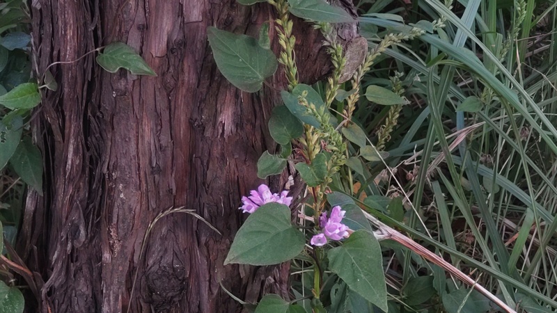 クズの花 東京都大田区平和島公園