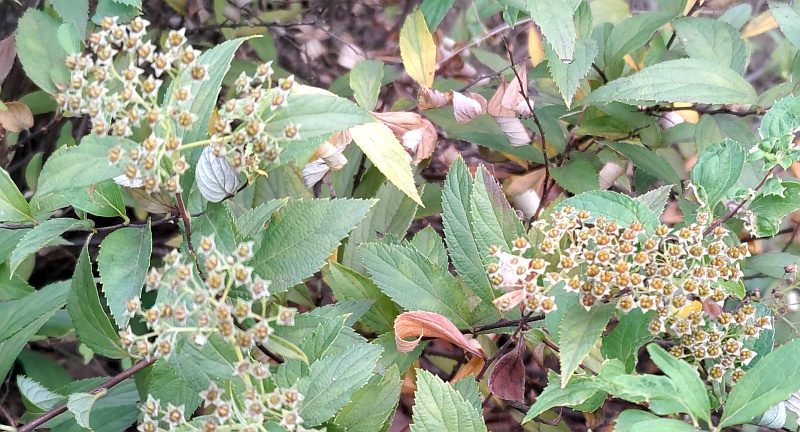 シモツケの果実 東京都大田区平和島公園