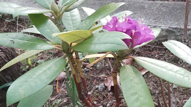 シャクナゲの花 東京都大田区平和島公園