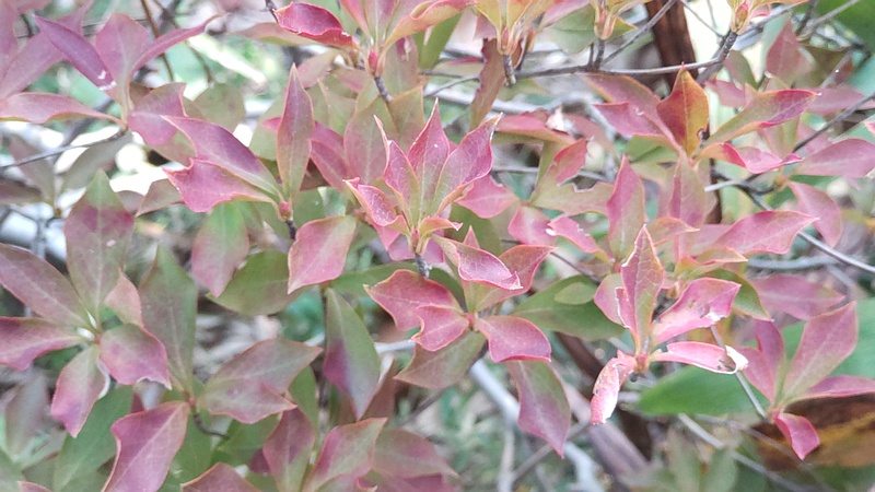 ドウダンツツジ 東京都大田区平和島公園