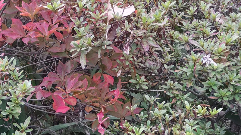 ドウダンツツジとサツキ 東京都大田区平和島公園