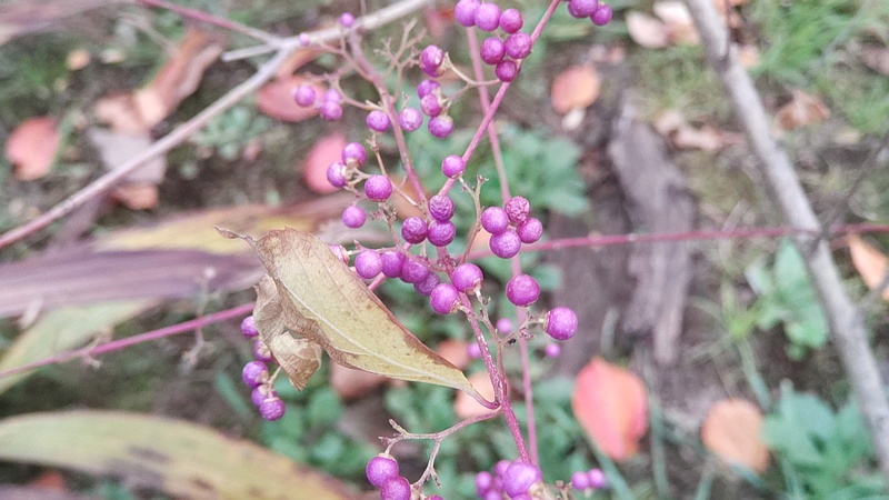 コムラサキの果実 東京都大田区平和島公園