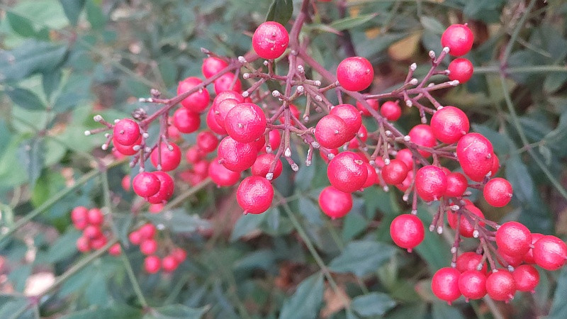 ナンテンの果実 東京都大田区平和島公園