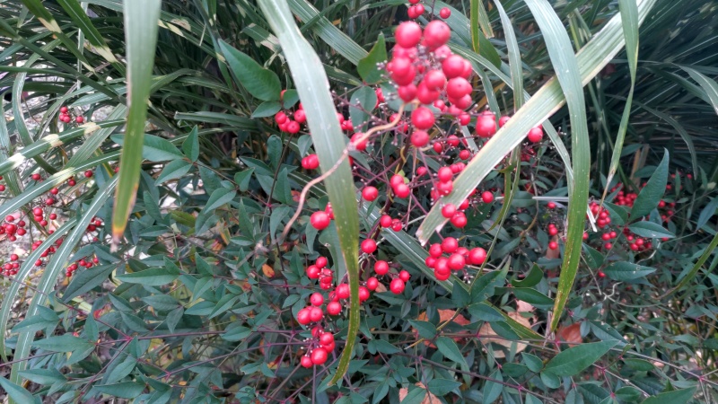 ナンテンの果実 東京都大田区平和島公園
