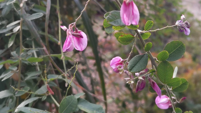 ミヤギノハギの花 東京都大田区平和島公園