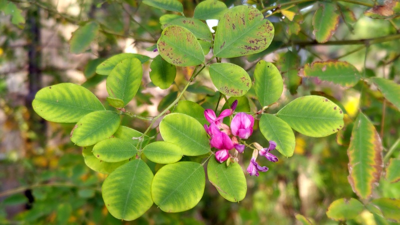 ミヤギノハギの花 東京都大田区平和島公園