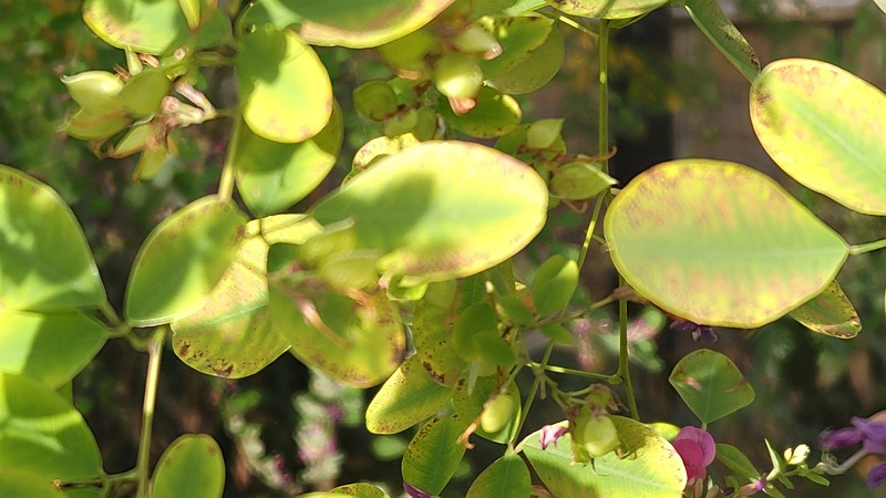 ミヤギノハギの果実 東京都大田区平和島公園