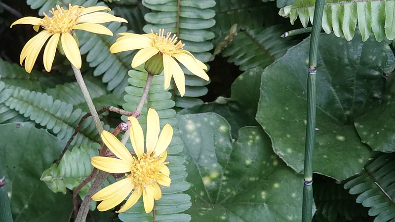 ツワブキの花 東京都大田区平和島公園