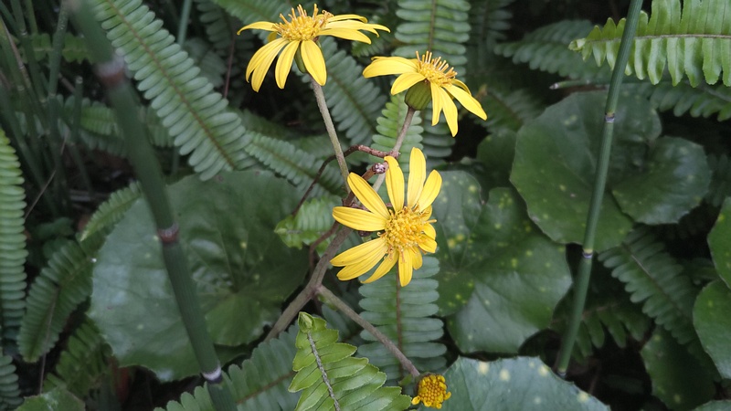 ツワブキの花 東京都大田区平和島公園